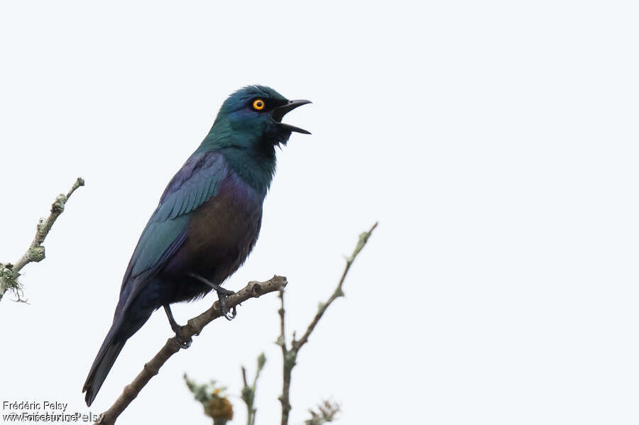 Choucador à ventre noir mâle adulte, chant