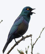 Black-bellied Starling