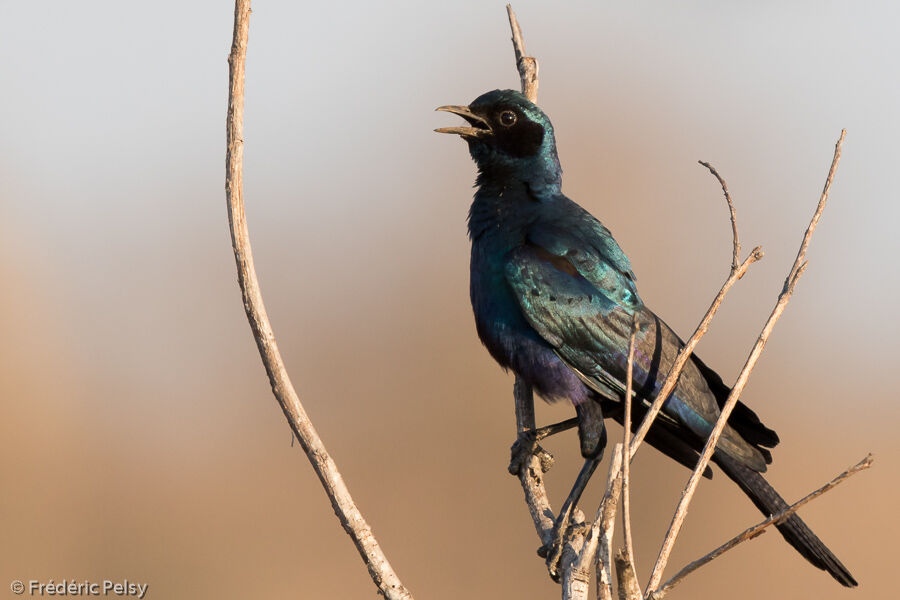 Burchell's Starling