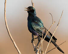 Burchell's Starling