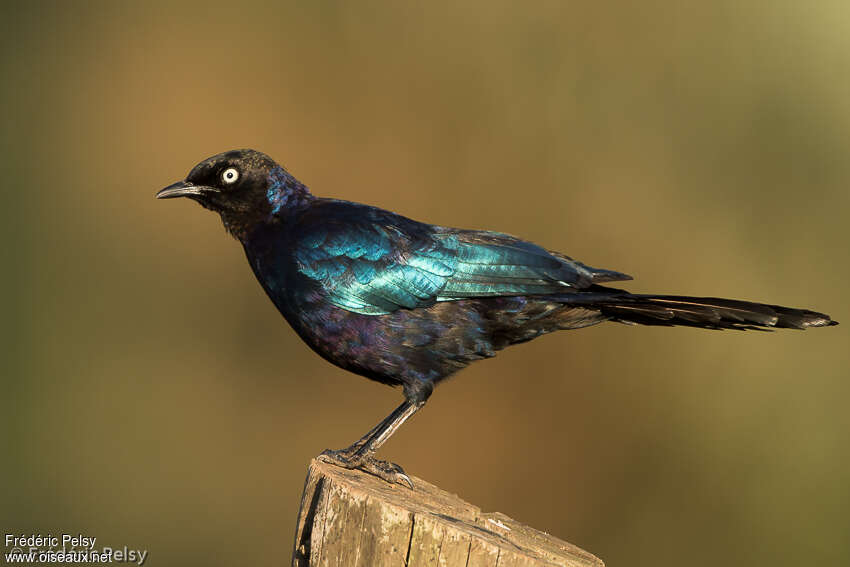 Rüppell's Starlingadult, identification