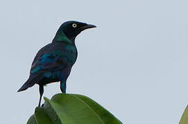 Splendid Starling