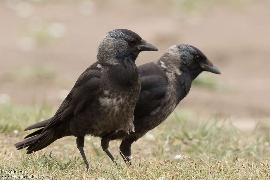 Daurian Jackdaw - Coloeus dauuricus Second year - frpe204620