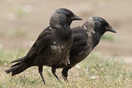 Daurian Jackdaw