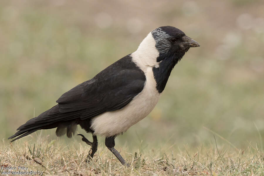 Choucas de Daourieadulte, identification