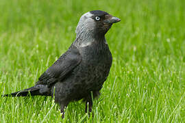 Western Jackdaw