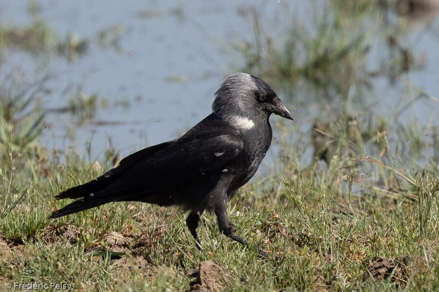 Western Jackdaw