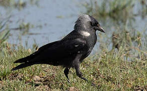 Western Jackdaw