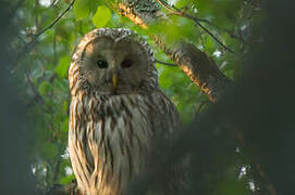 Ural Owl