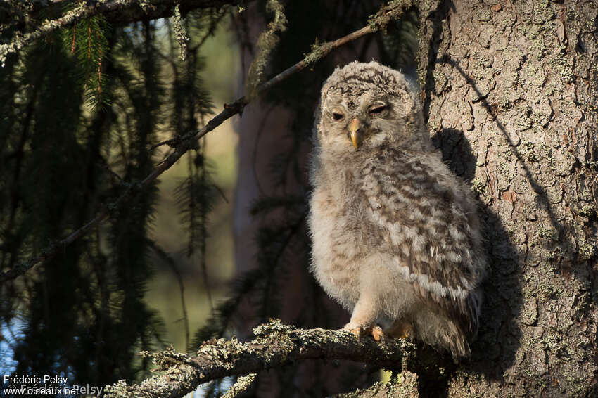 Ural OwlPoussin, identification