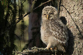 Ural Owl