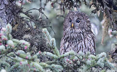 Chouette de l'Oural