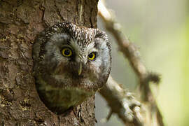 Boreal Owl