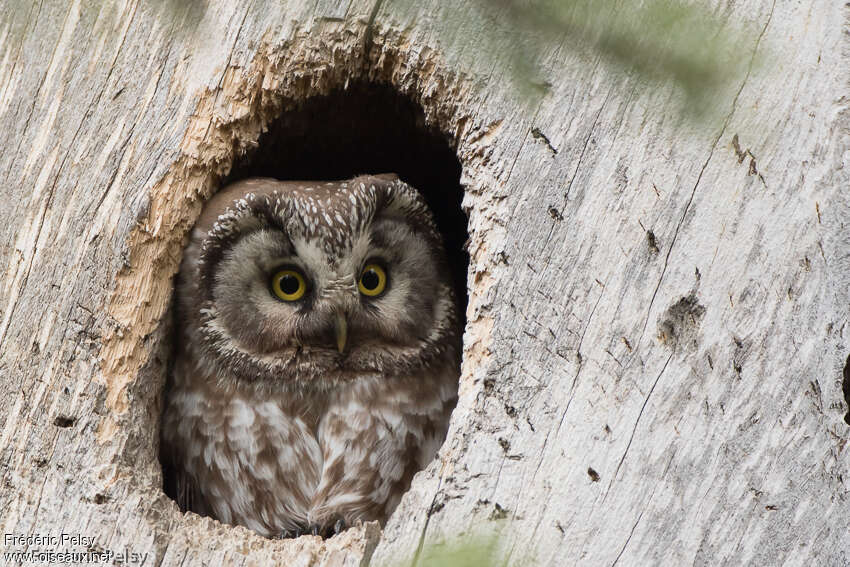 Boreal Owladult, Reproduction-nesting