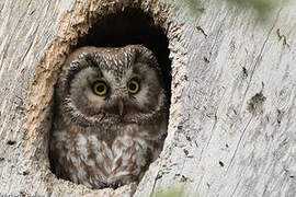 Boreal Owl