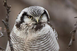 Northern Hawk-Owl