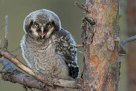 Northern Hawk-Owl