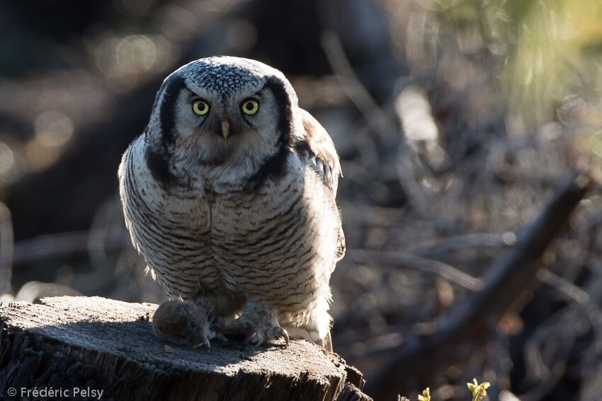 Northern Hawk-Owladult