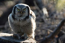 Northern Hawk-Owl