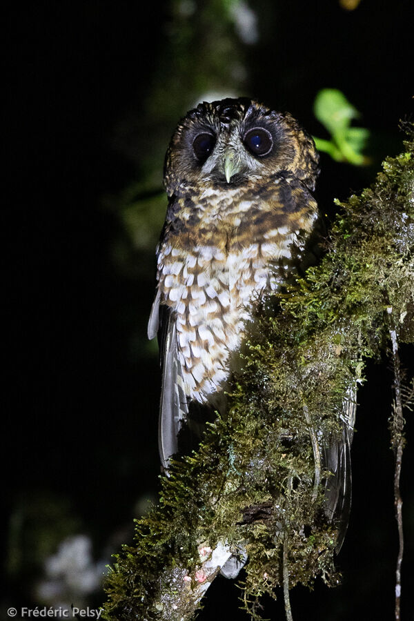 Rufous-banded Owl