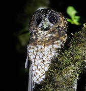 Rufous-banded Owl