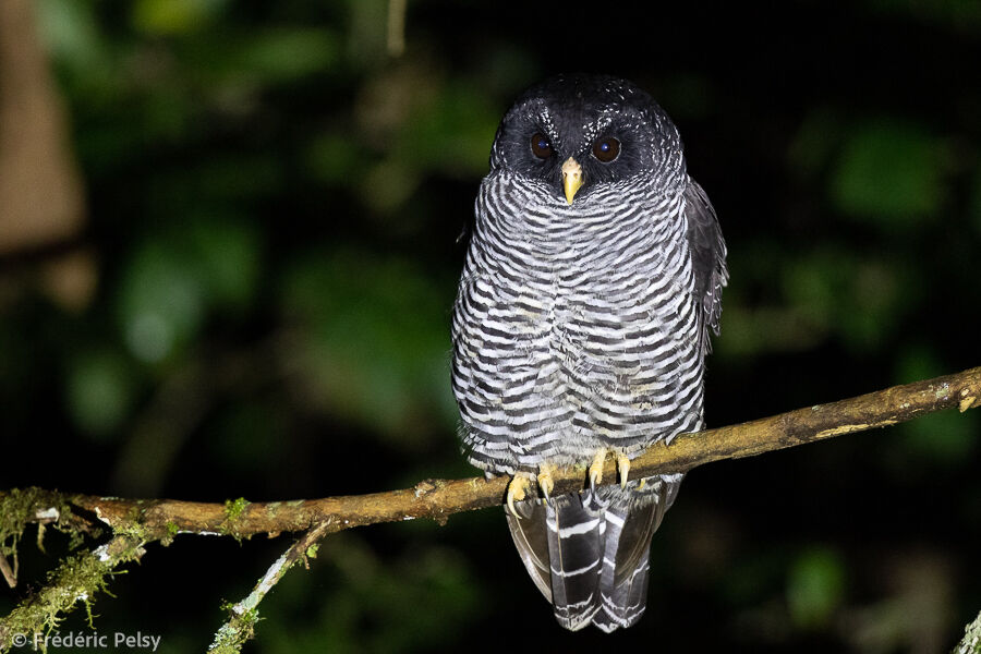 Black-banded Owl