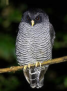 Black-banded Owl