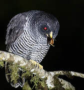 Black-banded Owl