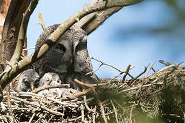 Great Grey Owl