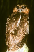 Brown Wood Owl