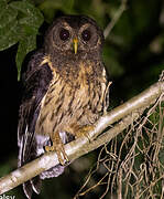 Mottled Owl