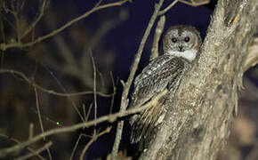 Mottled Wood Owl