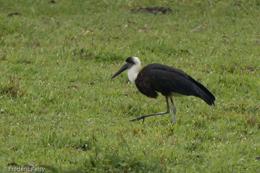 African Woolly-necked Stork