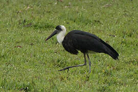 African Woolly-necked Stork