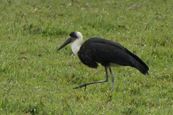 Cigogne à pattes noires