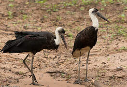 African Woolly-necked Stork