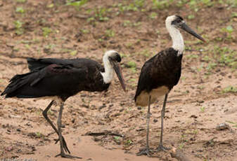 Cigogne à pattes noires