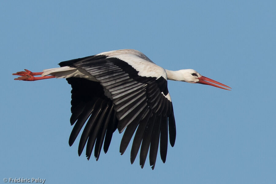 Cigogne blancheadulte, Vol