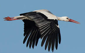 White Stork