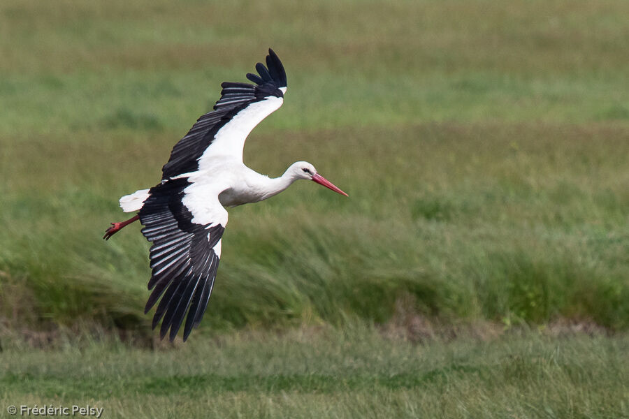 White Stork