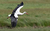 Cigogne blanche