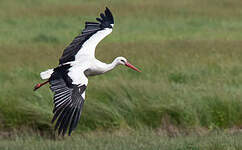 Cigogne blanche