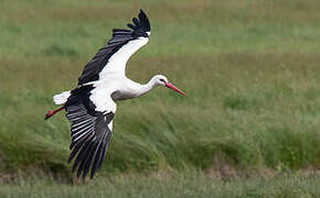 White Stork