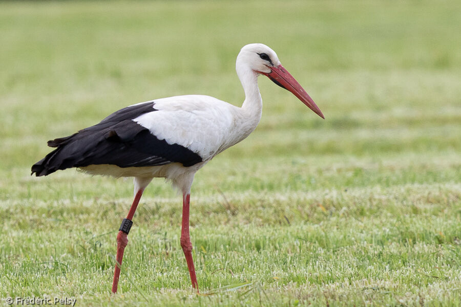 White Stork