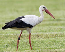 White Stork