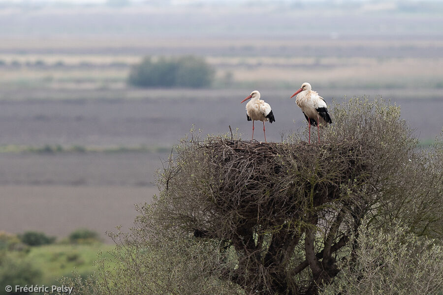 White Stork, Reproduction-nesting