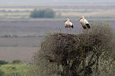 Cigogne blanche