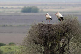 White Stork