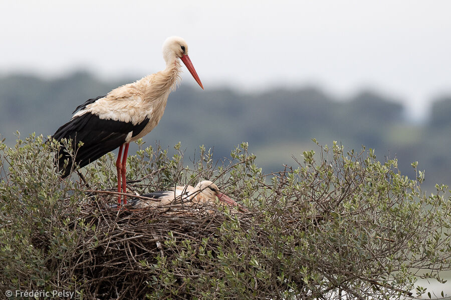 White Stork, Reproduction-nesting