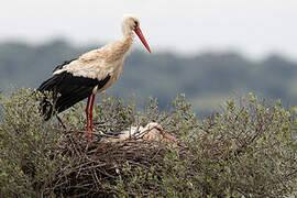 White Stork